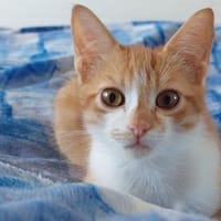 Hübscher Manu sucht liebevolles Zuhause, Kater zur Adoption