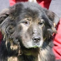 Bo - verschmust u. zutraulich, Hund zur Adoption