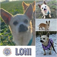 LONI * zauberhafte Omi, Hündin zur Adoption