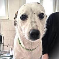 ❤Georgy-Traumhund für aktive Menschen.., Hund zur Adoption