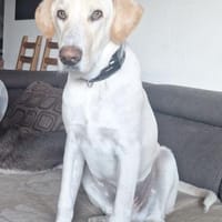 Neo wartet auf seine Familie, Hund zur Adoption