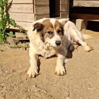 PANDA - braucht ein warmes Zuhause, Hund zur Adoption