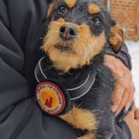 Chip wartet schon auf dich, Hund zur Adoption