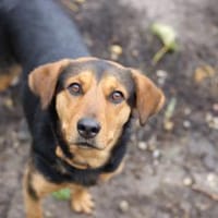 Hündin BETONITA sucht Zuhause!, Hündin zur Adoption