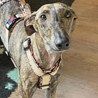 Lou - ihre Vermittlung ist sehr dringend, Hündin zur Adoption