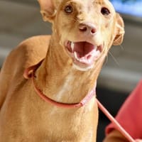 Florinda, offen, agil, neugierig, Hündin zur Adoption