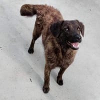 Pluto - klug & entdeckerisch, Hund zur Adoption