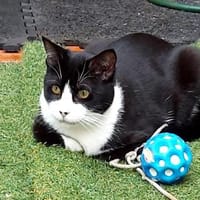 Schatz Biky bei FFM(ALO), Katze zur Adoption