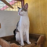Duke (und Mapache) bei München (ALM), Kater zur Adoption
