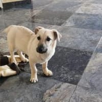 Herr Sander wartet auf dich, Hund zur Adoption