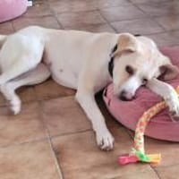Familienhund sucht neues Zuhause, Hündin zur Adoption