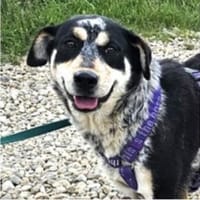 Rona ist eine liebe, sensible Hündin, Hündin zur Adoption