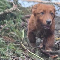 Leonardo der kleine Knopf / 82284, Hund zur Adoption