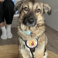 Schenkst du Finn ein Für-Immer-Zuhause?, Hund zur Adoption