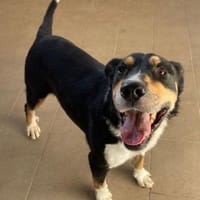 Aktiver Senior Maik1 sucht ein Zuhause, Hund zur Adoption