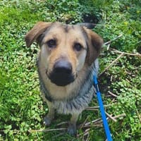 Elisa sucht eine Familie, Hündin zur Adoption