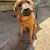 Sanfte Karmi, Hündin zur Adoption