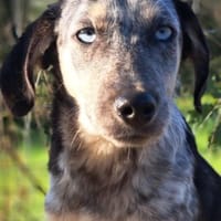 Spot - jung + liebesbedürftig, Hund zur Adoption