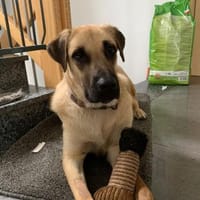 Riesenbaby Ezekiel, Hund zur Adoption