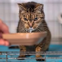 Libby - Fundkatze mit Herz, Katze zur Adoption