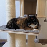 Casseema - eine scheue Schönheit, Katze zur Adoption