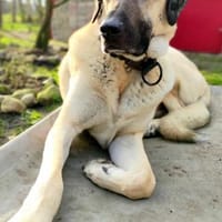 Großer Rüde Charlie, Hund zur Adoption