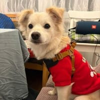 Lebensfrohe Maja sucht ihre Menschen, Hündin zur Adoption