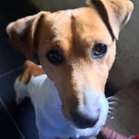 Jackie sucht ihre Familie, Hund zur Adoption