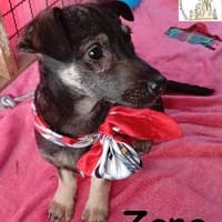 Zana  kleines Wesen mit großen Gefühlen, Hündin zur Adoption