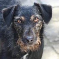 Caja Zottelnase, Hündin zur Adoption