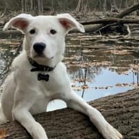 Der hübsche Pepe wartet auf dich!, Hund zur Adoption