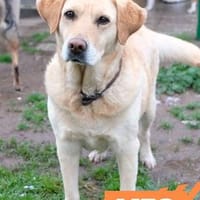 Meg - schöne Labbi-Dame, Hündin zur Adoption