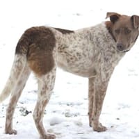 Taavi 50cm geb.10/24 wartet in 31636 Li., Hund zur Adoption