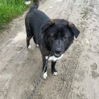Darwin imposanter Kerl P, Hund zur Adoption