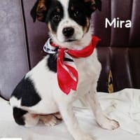 Mirawenn Ankommen kein Zufall sein soll, Hündin zur Adoption