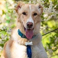 Hübscher Altaj sucht sein Zuhause, Hund zur Adoption