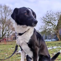 Lars sucht seine Menschen, Hund zur Adoption