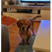 Cashko - wartet in 32689 Kalletal, Hund zur Adoption