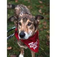 Devis  wartet in 96369 Weißenbrunn, Hund zur Adoption