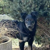 Fibi  wartet in 64839 Münster, Hündin zur Adoption