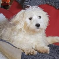 Wirbelwind Buzz sucht seine Familie, Hund zur Adoption