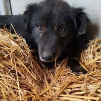 FURY auf PS in 65... Hünfelden, Hund zur Adoption