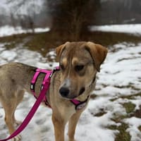 Sophie 💛sucht nach ihrem Menschen, Hündin zur Adoption