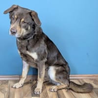 Lustiger Barney steht voll im Leben, Hund zur Adoption