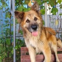 Imposanter Koda sucht Zuhause, Hund zur Adoption
