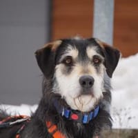 Omega sucht sein Glück, Hund zur Adoption