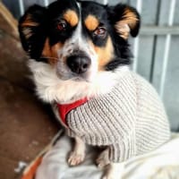 Verspielter Schefukas, Hund zur Adoption