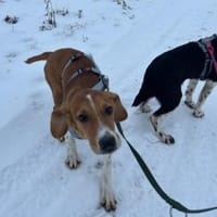 Calipso hofft auf ihre Chance, Hündin zur Adoption