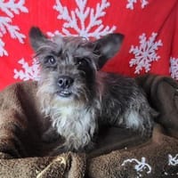 Saba° in 82362 Weilheim, Hündin zur Adoption