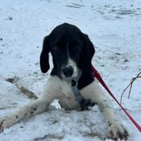 Möchten Sie Celeste zu sich holen?, Hündin zur Adoption